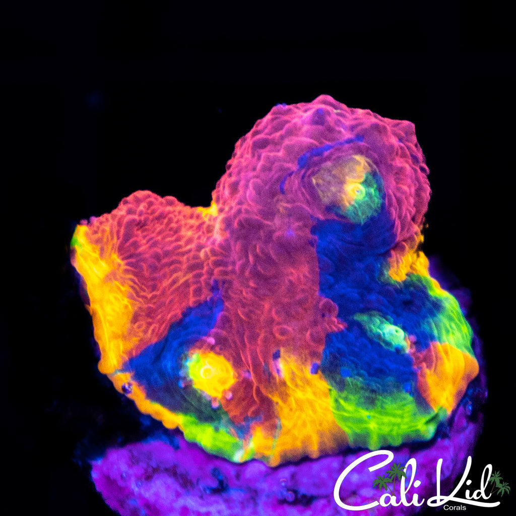 Ultimate Rainbow Chalice