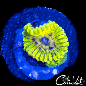CK Unreleased Zoa Double
