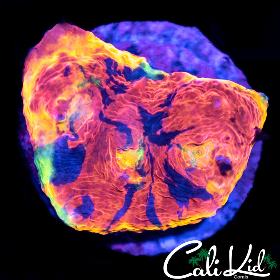 Insane Rainbow Chalice