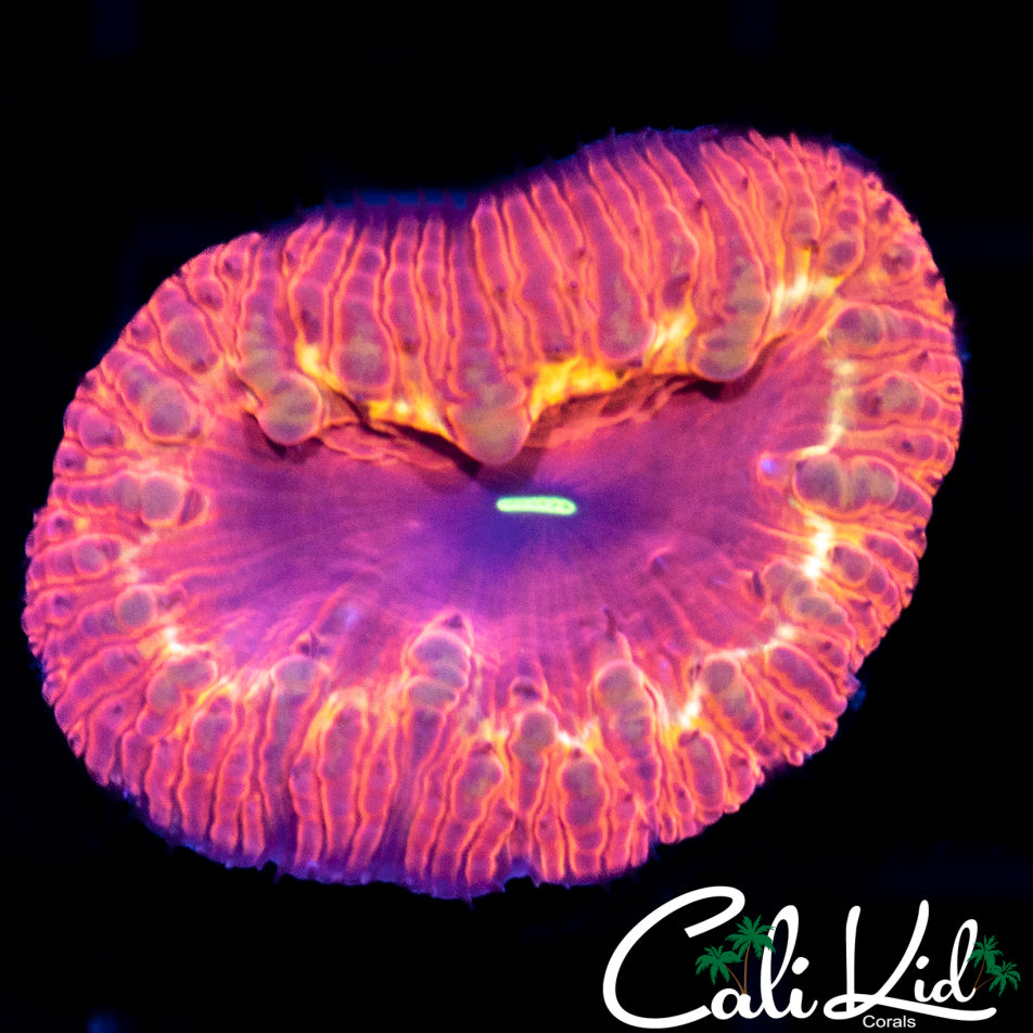 Indo Rainbow Blasto Large