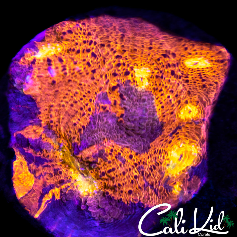 Rare Indo Chalice Chunk