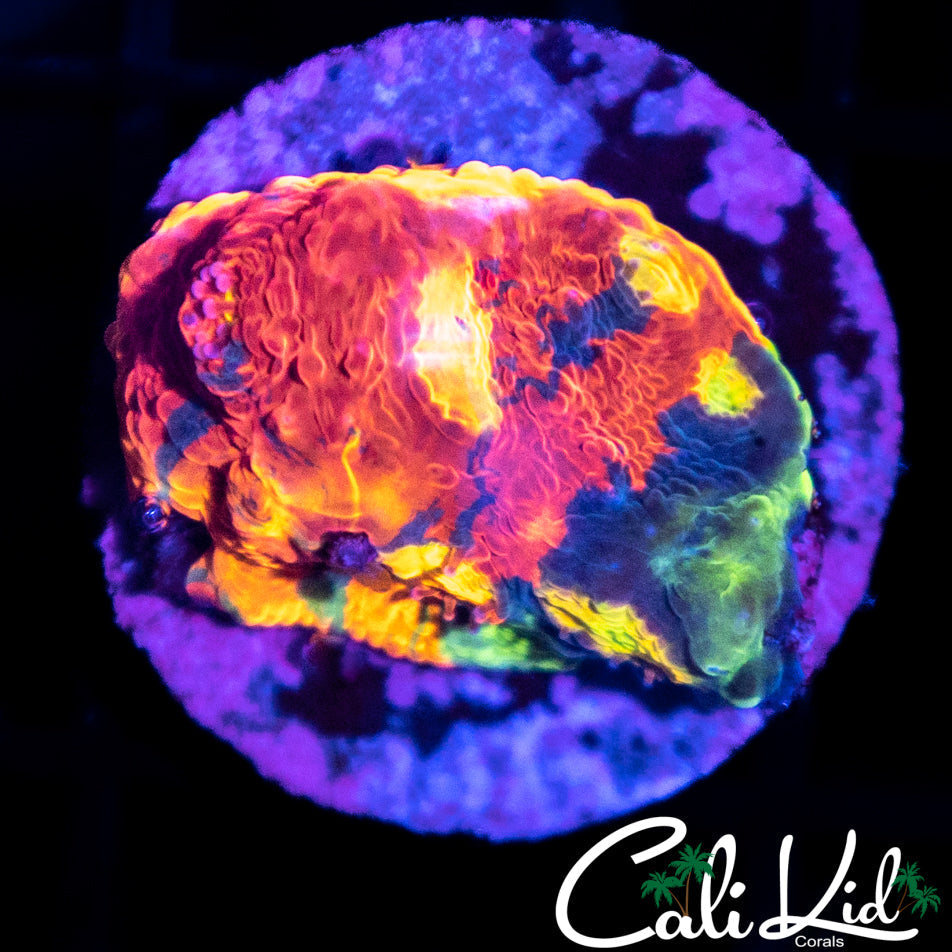 Ultimate Rainbow Chalice