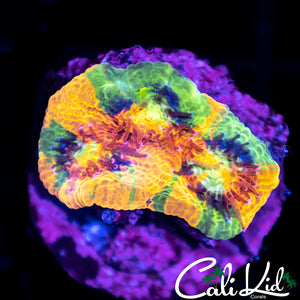 Rare Rainbow Chalice