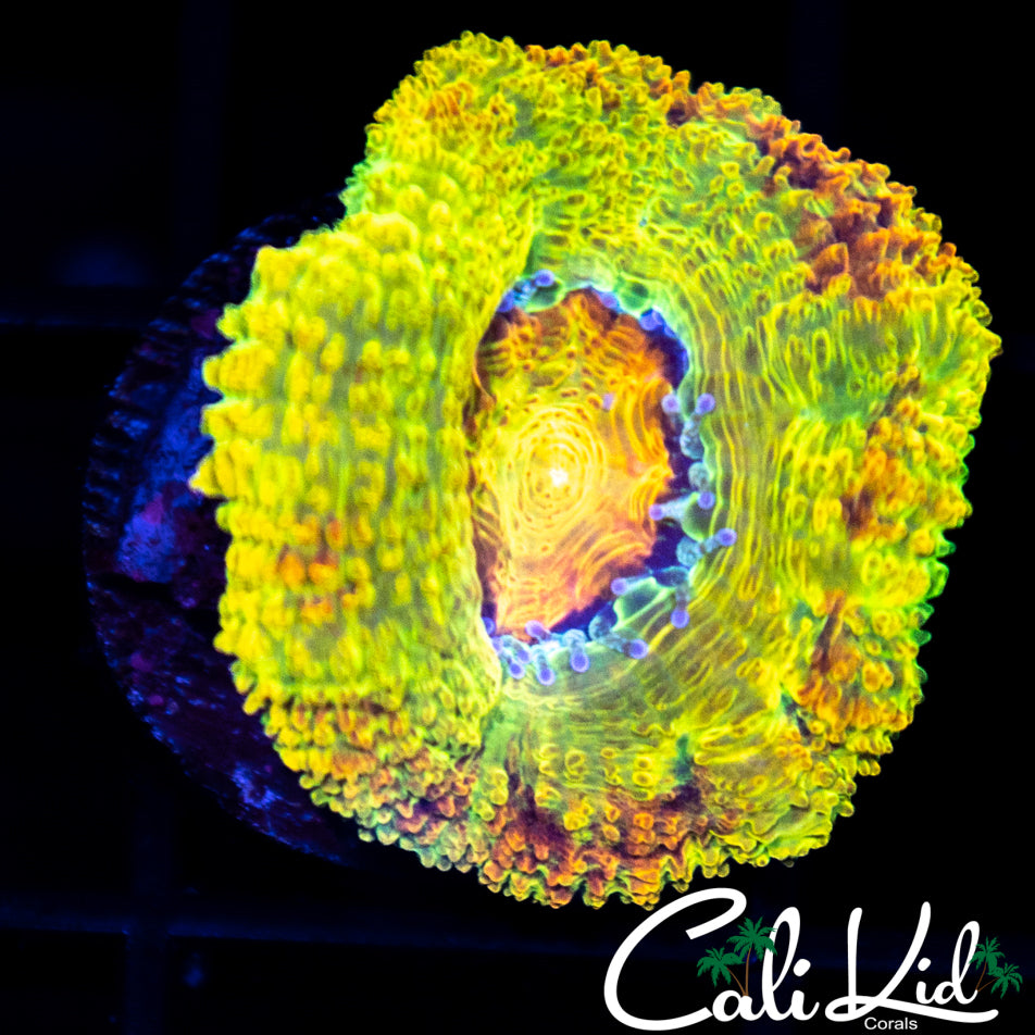 BSA Kill Shot Acan