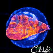 Load image into Gallery viewer, CK Monte Cristo Chalice

