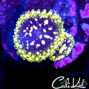 Exosphere Double