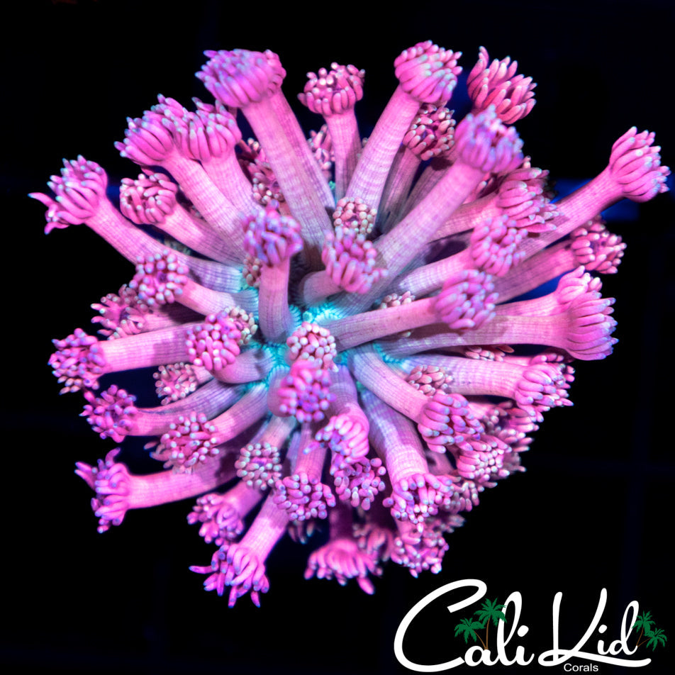 Pink / Teal Goni Large