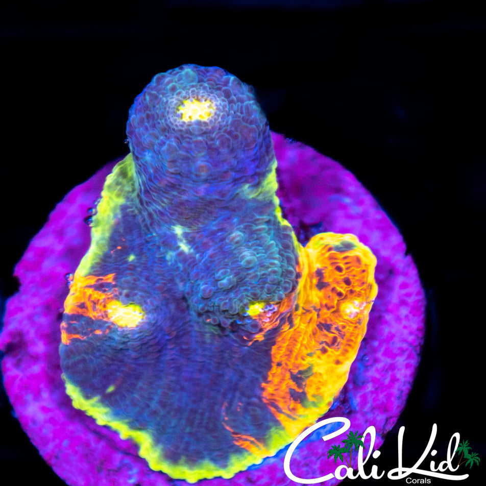 Indo Rainbow Chalice Chunk