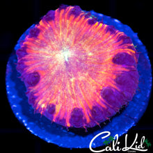Load image into Gallery viewer, CK Fire in the Sky Blasto
