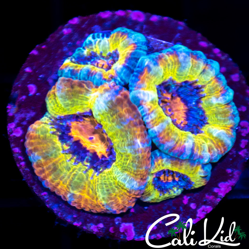 Candyland Acan Quad