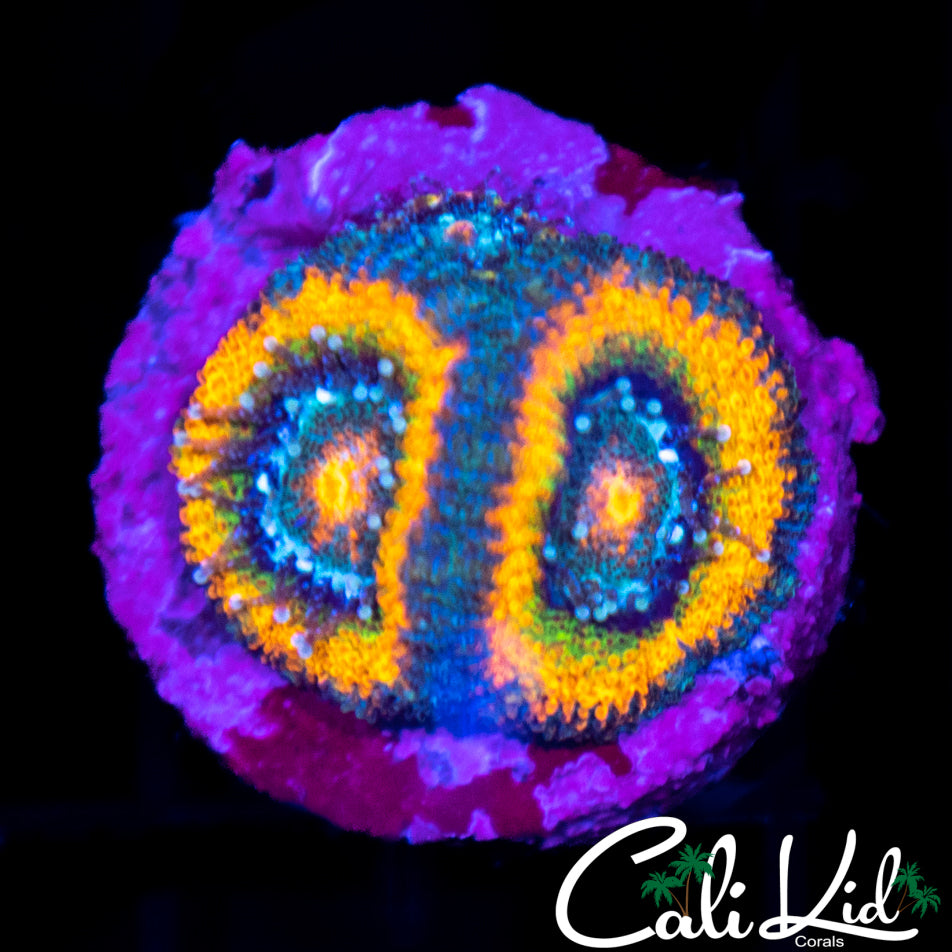 UC Taste The Rainbow Double