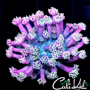 Pink / Teal Goni