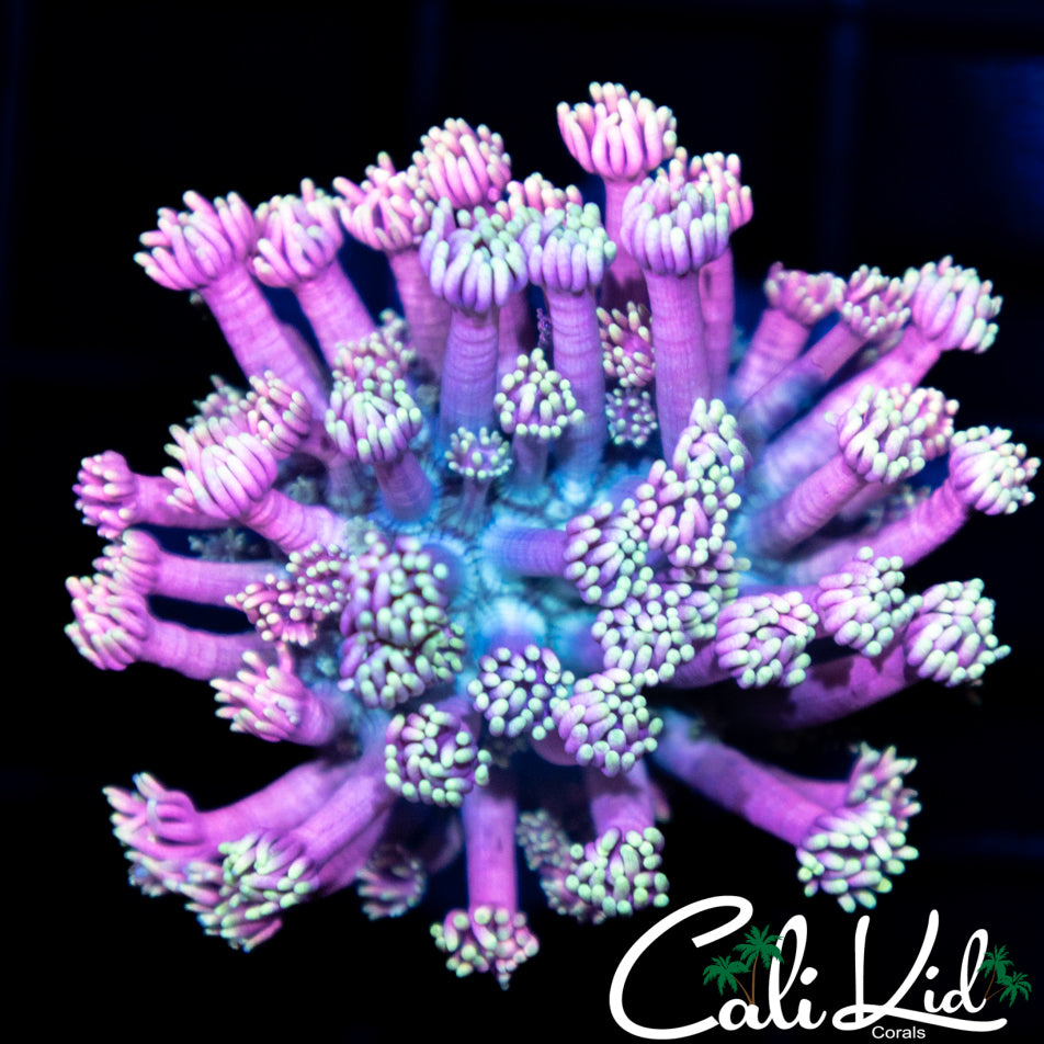 Pink / Teal Goni