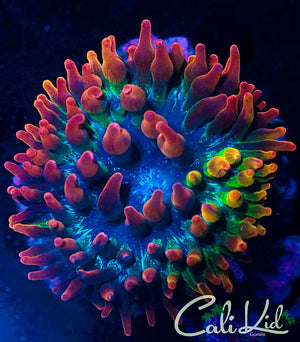 Cali Kid Carnival Anemone