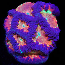 Load image into Gallery viewer, CK Fire in the Sky Blasto
