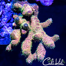 Load image into Gallery viewer, CK Gold Dust Milli
