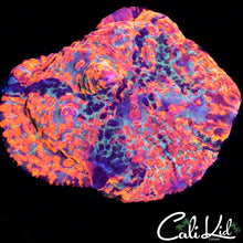 Load image into Gallery viewer, CK Monte Cristo Chalice
