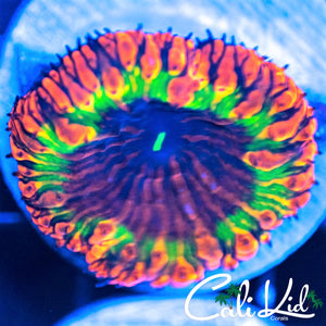 Cali Kid Banksy Blasto