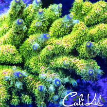 Load image into Gallery viewer, CK Bermuda Triangle
