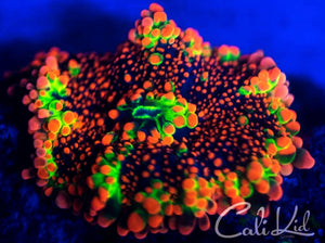 Cali Kid XL Godzilla Rainbow Yuma