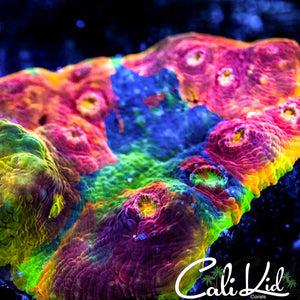 Cali Kid OG Deadhead Chalice