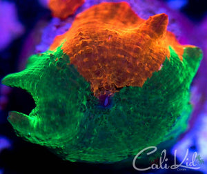 Cali Kid XL Half & Half Jawbreaker