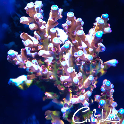CK Eyecon Granulosa