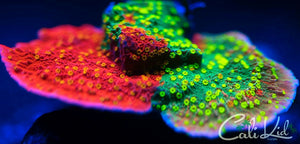 Cali Kid Grafted Starburst Montipora