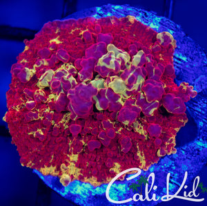 Cali Kid Bounce Eclectus