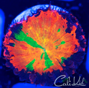 Cali Kid XL Hell Fire Blasto