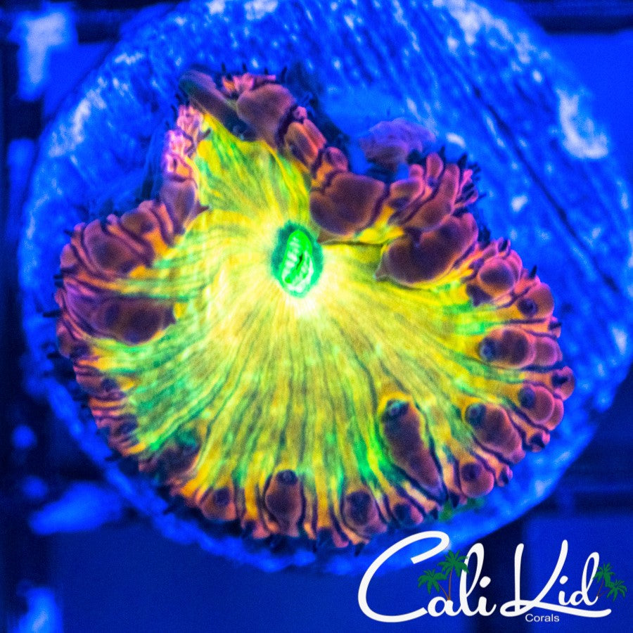 Cali Kid Indo Rainbow Blasto