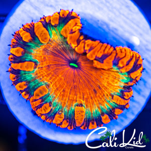 Cali Kid Indo Rainbow Blasto